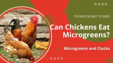 Can Chickens Eat Microgreens