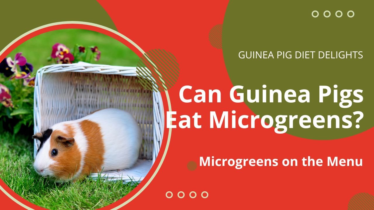 Can Guinea Pigs Eat Microgreens