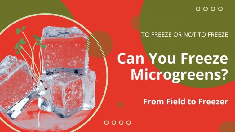 Can You Freeze Microgreens
