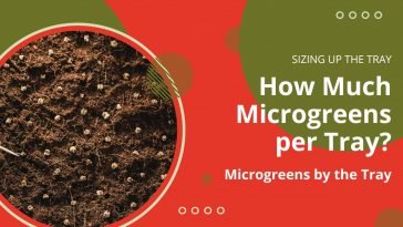 How Much Microgreens per Tray