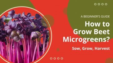 How to Grow Beet Microgreens