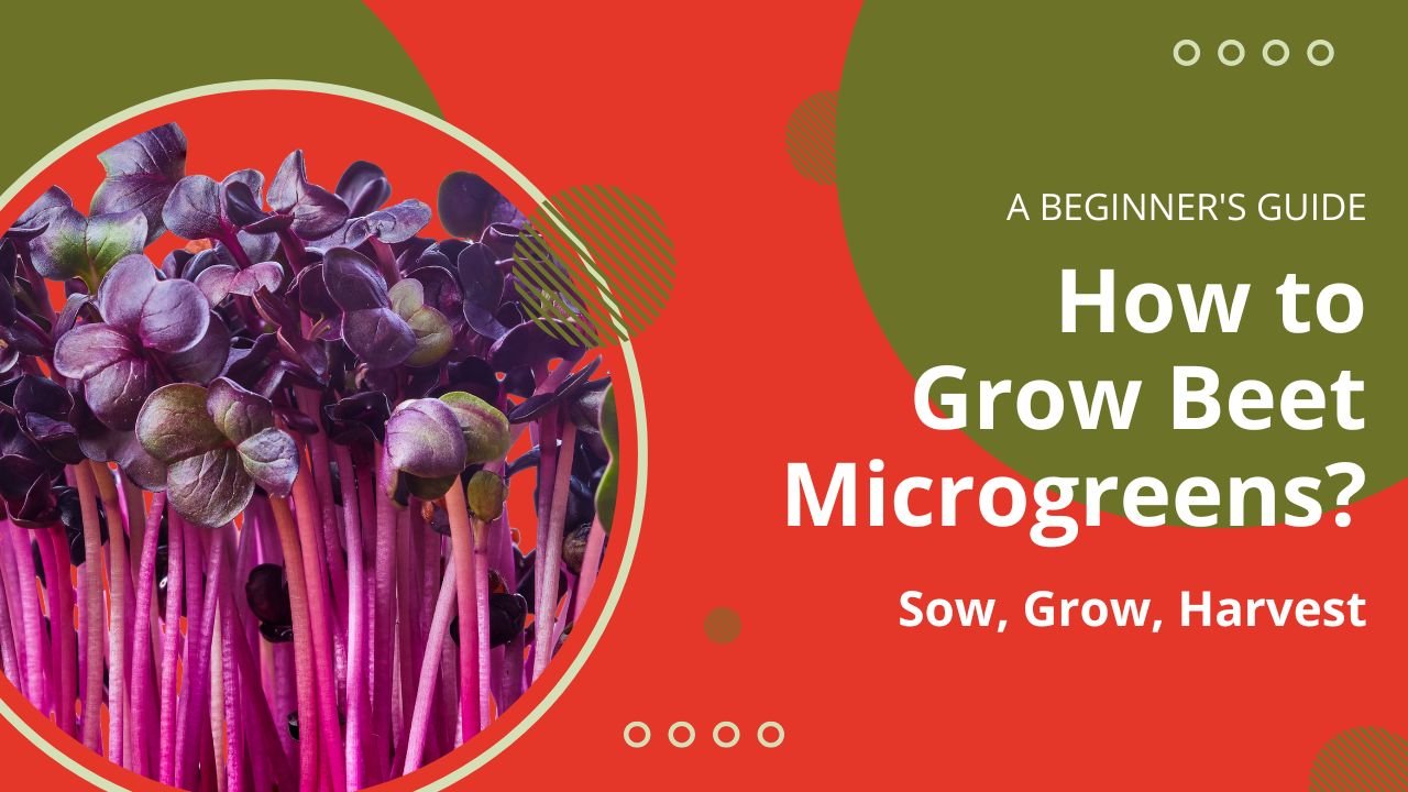 How to Grow Beet Microgreens